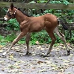 CLARE-Out of Huntin For Angels (Owned by Donna Shirey)